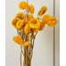 Dried StrawFlowers - Straw Flowers