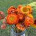 Dried StrawFlowers - Straw Flowers