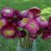 Dried StrawFlowers - Straw Flowers