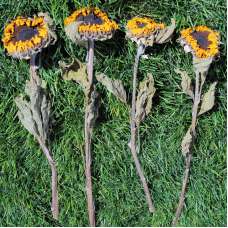 Dried Sunflowers Bunch - Large