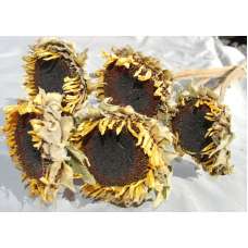 Dried Sunflower Heads - Large