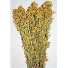 Dried Tansy Flowers