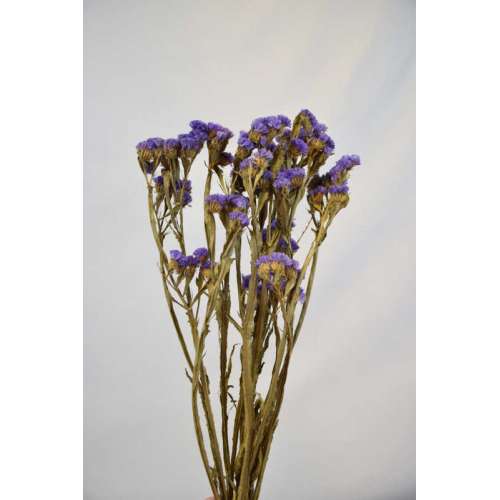 Dried Natural Blue Statice Flower by the bunch - DriedOut