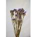 Dried Statice Sinuata Flower Bunch - Lavender