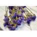 Dried Statice Sinuata Flower Bunch - Lavender