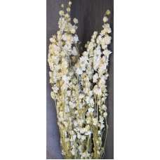 Dried White Larkspur Flowers For Sale