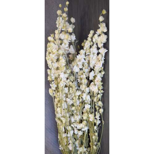 Dried White Larkspur Flowers For Sale - White Dried delphinium