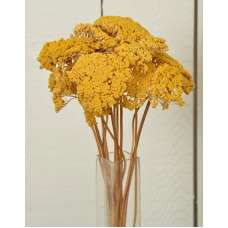 Dried Yarrow Flower Bunches