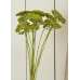 Dyed Yarrow Flower Bunches