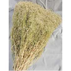 Dried Baby's Breath Natural - Dried Gypsophila