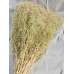 Dried Baby's Breath Natural - Dried Gypsophila