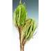 Dried Banksia Hookeriana Flowers with natural leaves