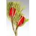 Dried Banksia Hookeriana Flowers with natural leaves