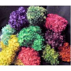 Preserved Hydrangea Flowers - 5 Assorted Bunches