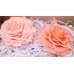 Preserved Roses - Extra Large - 2 per Order - Colors