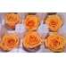 Preserved Roses - 8 per Order - Colors: Purple, Yellow, Orange