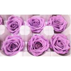 Preserved Roses - 8 per Order - Colors: Purple, Yellow, Orange