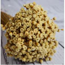 Dried Happy Flower - Straw Flowers 