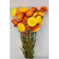 Dried Strawflowers Bouquet - Sunset