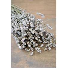 Rare Dried White Lavender Bunch