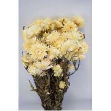 Dried Strawflowers Bouquet - White (neutral)