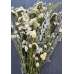 Dried White Garden Flower Bouquet