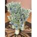 Wild and Free Echinops Oats Bouquet