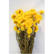 Dried Strawflowers Bouquet - Yellow