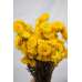 Dried Strawflowers Bouquet - Yellow