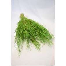 Dried Briza Quaking Grass