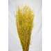 Dried Briza Quaking Grass