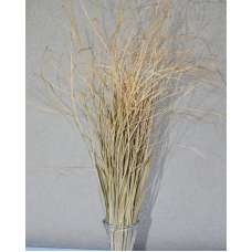 Dried Bear Grass - Decorative