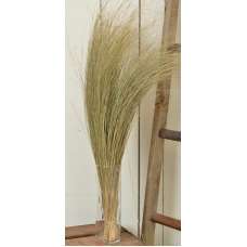 Dried Dune Grass - Natural