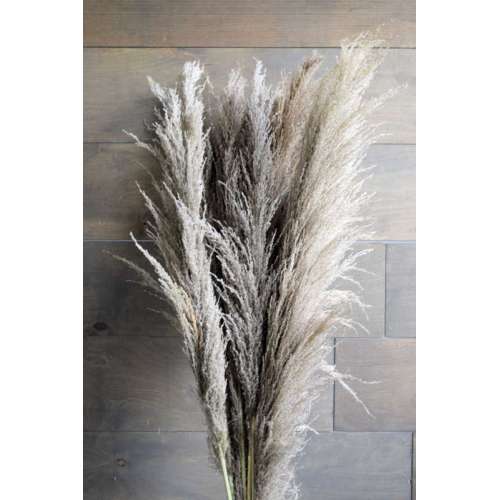 Dried Ornamental Pampas Grass - Natural Dark Color - Feather Stem