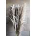 Dried Ornamental Pampas Grass - Dark Feather Stem