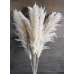 Dried Ornamental Pampas Grass - Feathered Stem