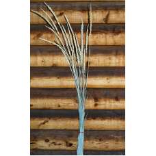 Dried Indian Grass