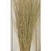 Meadow Grass - Meadowgrass, Meadows Grasses
