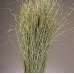 Meadow Grass - Meadowgrass, Meadows Grasses