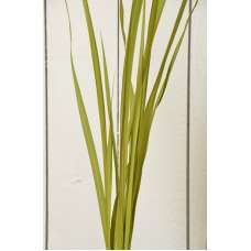 Dried Oceana Palm Leaves - Oceana Grass