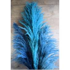 Dried Pampas Grass - Blue Color