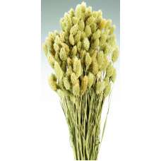 Dried Phalaris Grass