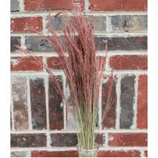 Dried Ruby Red Silk Grass