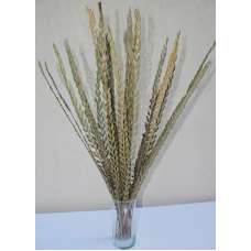 Dried Trim Grass (Stick) Green or Natural