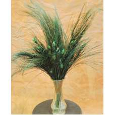 Bell Reed Grass or Nut Grass