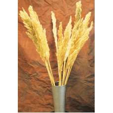 Dried Natural Pampas Grass - Eryanthus Short Stem