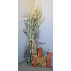 Dried Corn Stalk Bundle