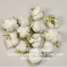 Cotton Bolls (Natural Cotton Balls)