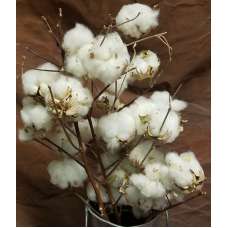 Dried Cotton Stalks