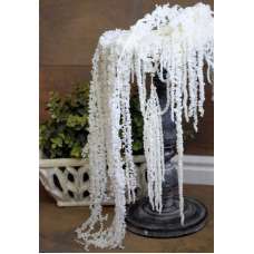 Hanging Amaranthus Preserved Bleached - Dried